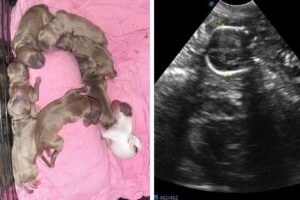 A família aumentou!