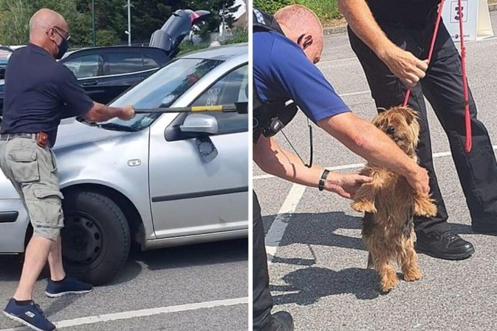 O cachorro foi salvo e levado para o veterinário