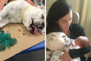 As chupetas do bebê sumiam constantemente