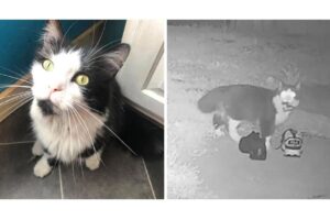 Flagrado! O gato foi pego não apenas pela câmera de segurança de seu dono, mas também dos vizinhos