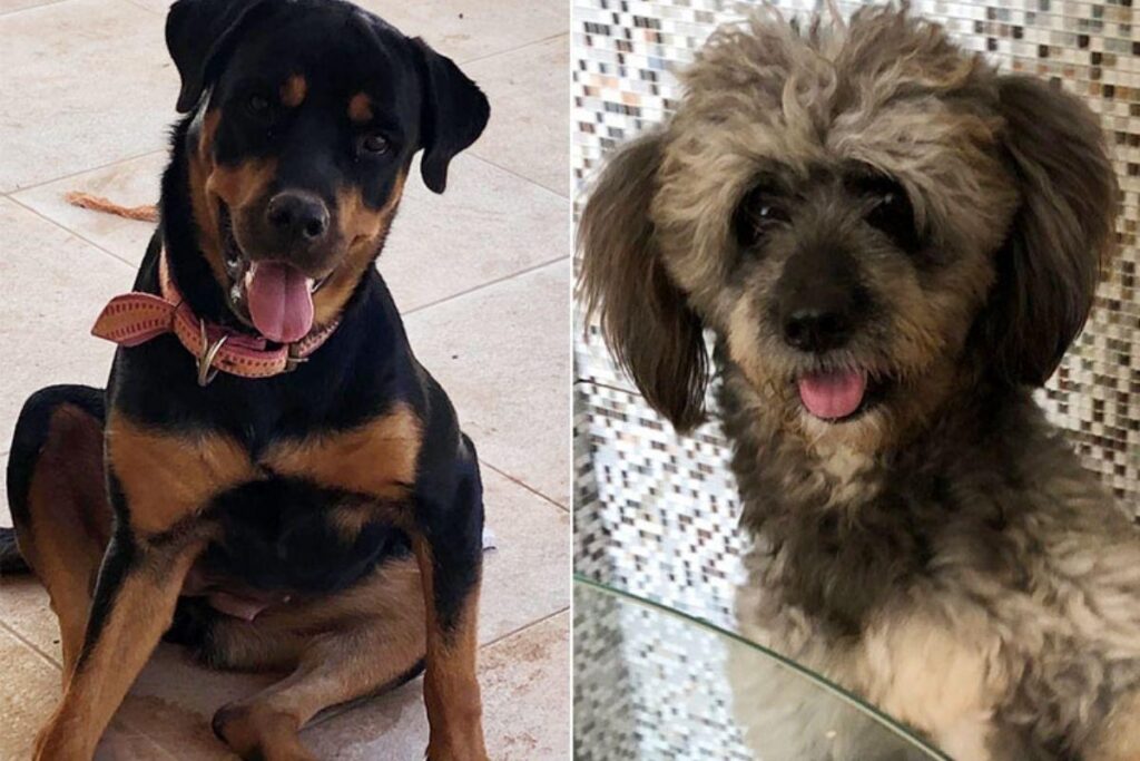 A família via os pets com irmãos, e não como um casal