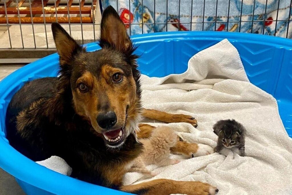 Ela adotou os 4 filhotes