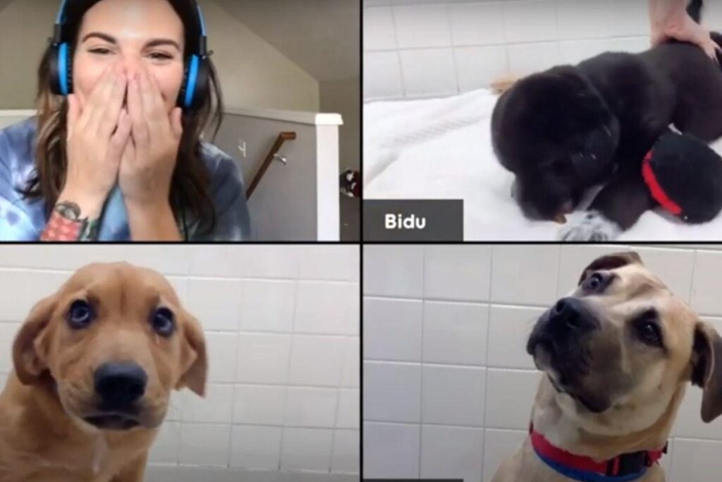 “Cachorros no Zoom” promete encontrar lares para os animais