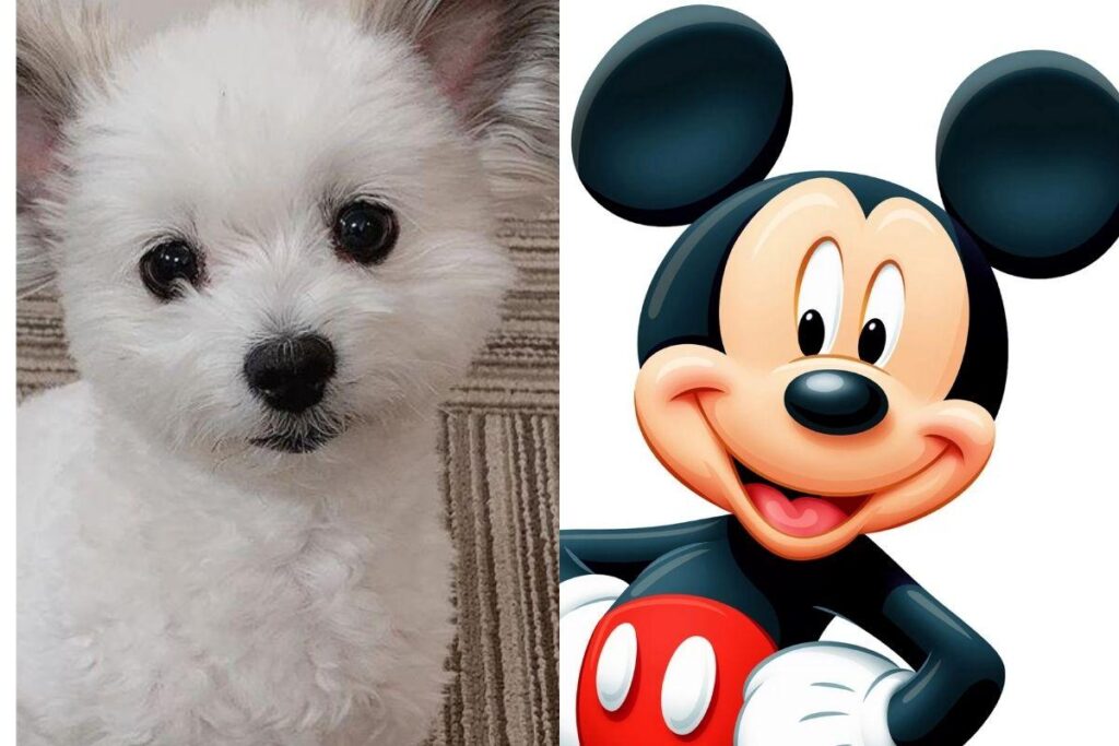 A pet está fazendo o maior sucesso nas redes sociais