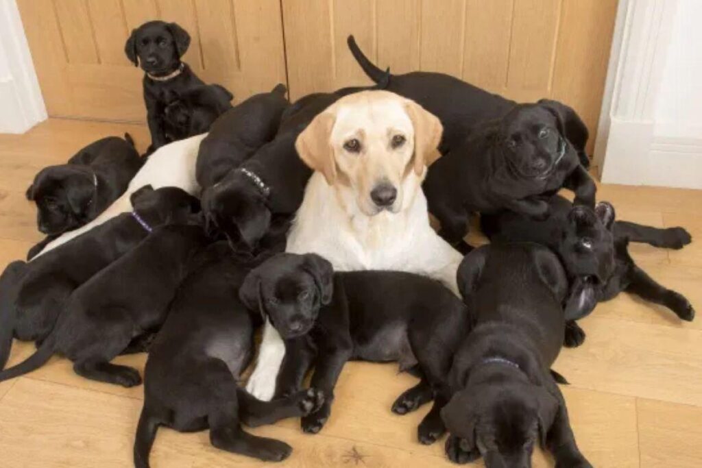 Catherine diz que esperava por 5 ou 6 filhotes