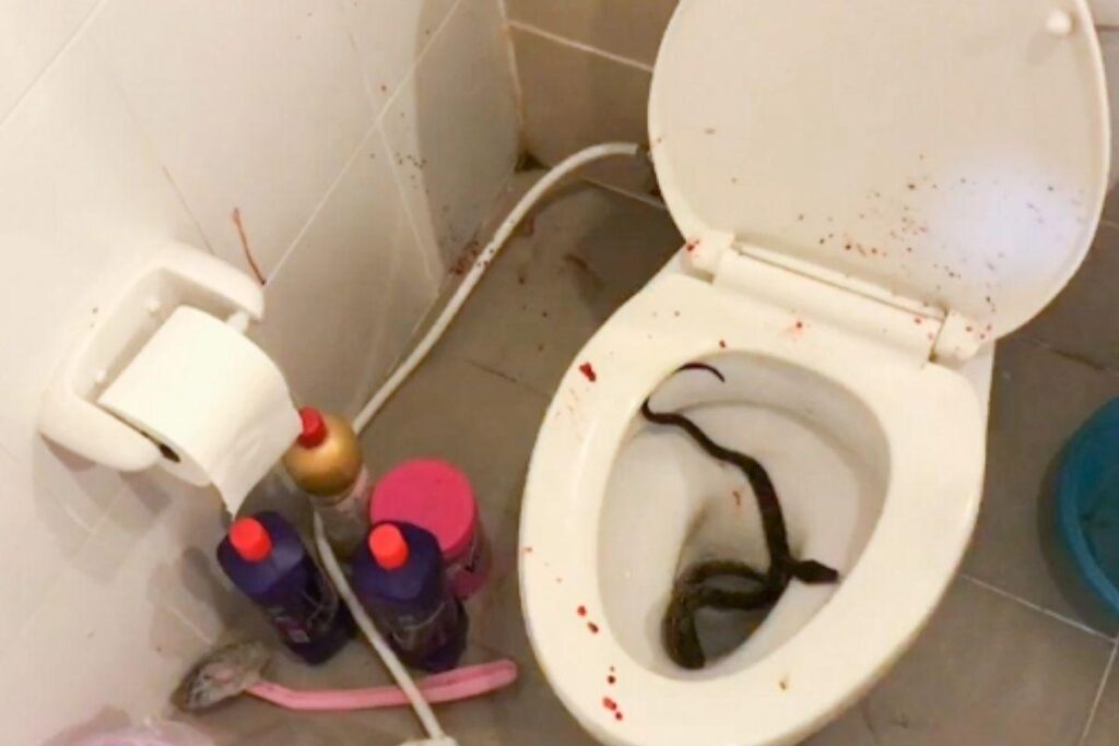 Siraphop Masukarat se recupera da picada após atendimento médico e tratamento com antibióticos