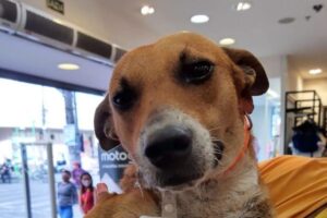 Ele recebeu o nome preguiça por sempre dormir do lado de fora da loja