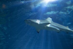 Margot estava no barco quando o ataque aconteceu