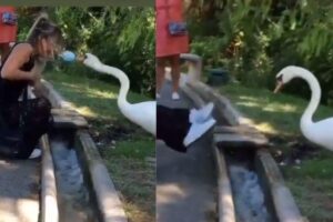 O vídeo já tem mais de 12 milhões de visualizações nas redes sociais