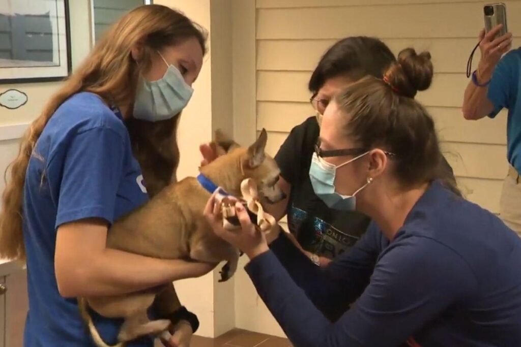 O cão havia sumido há 6 anos