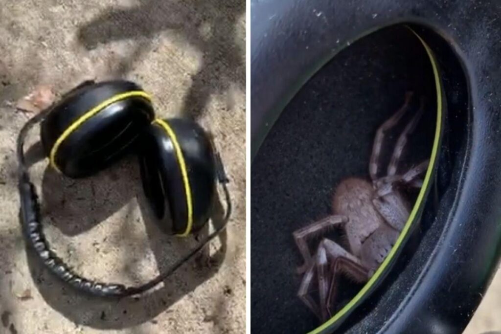 A aranha não saiu de dentro do objeto