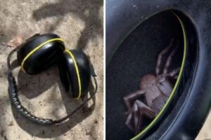 A aranha não saiu de dentro do objeto