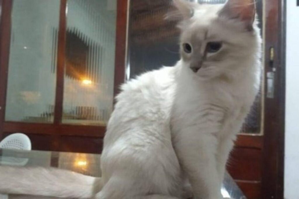 A gata teve o teste positivo confirmado