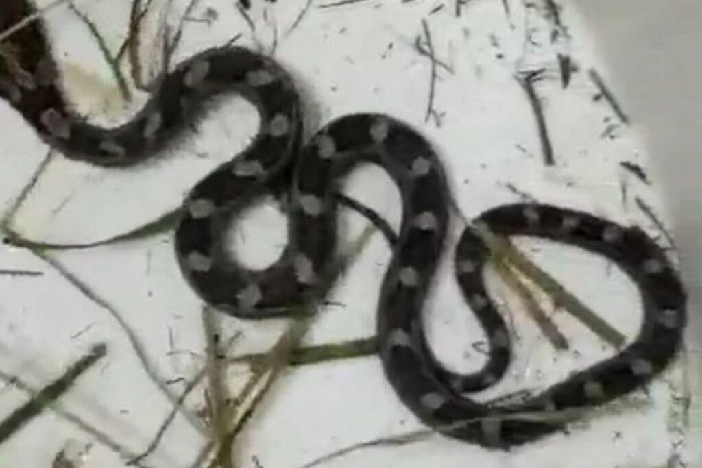 Todos ficaram assustados com o animal