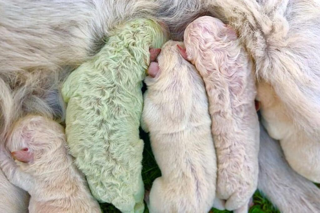 A condição é super rara!