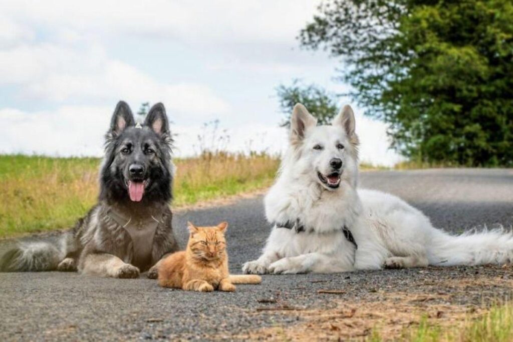 Os cachorros amaram o amigo!