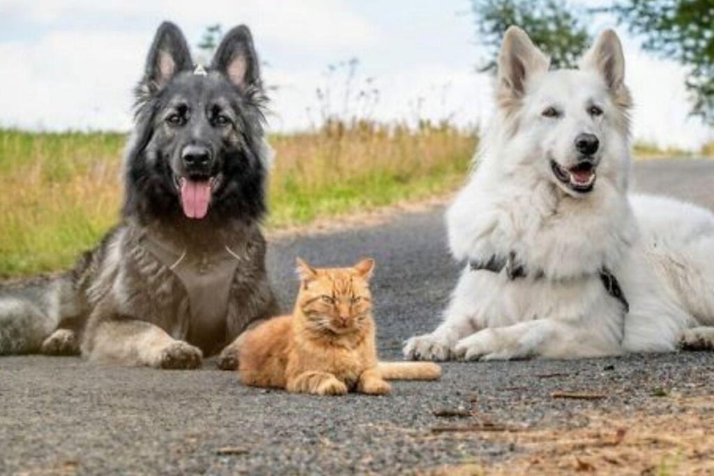 O gato foi resgatado depois de ser atropelado