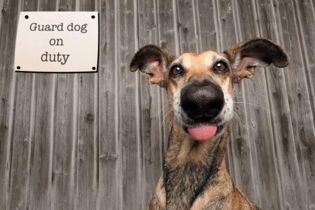 Vencedor da categoria “Foto de gato mais engraçada”