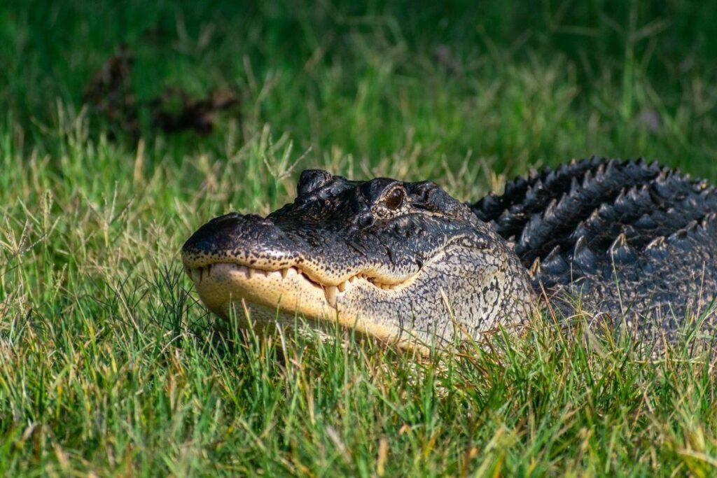 A  criança teria passado a mão por uma cerca para tentar alcançar o predador