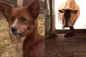 Ele ficou muito triste ao ser separado da mãe