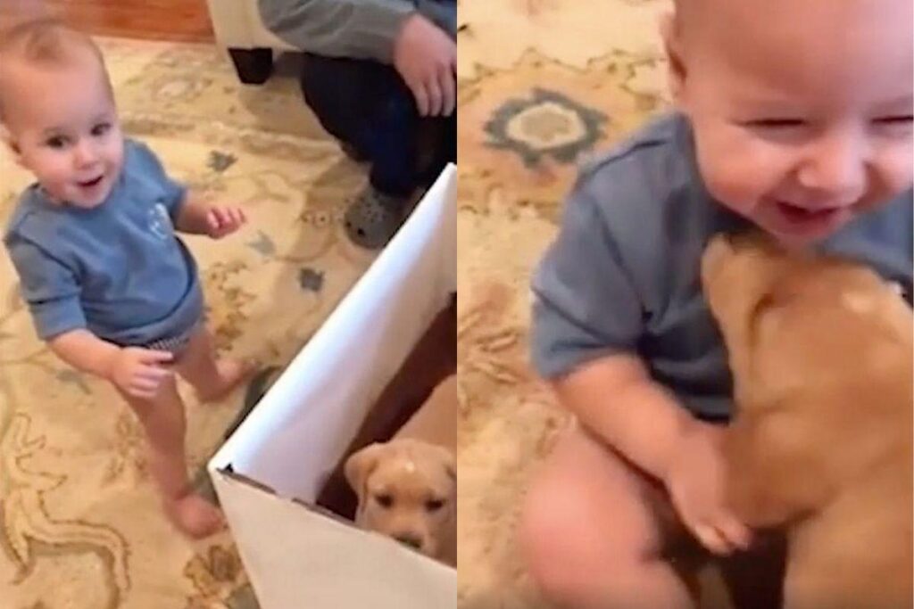 Ele ganhou o filhote de aniversário