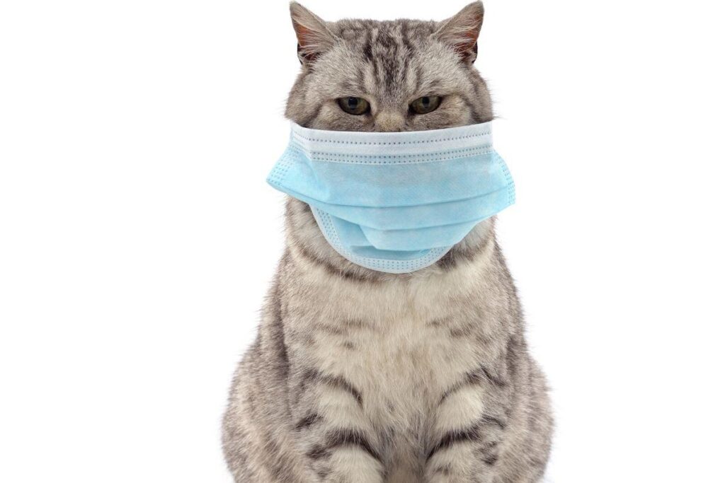 Animais e coronavírus