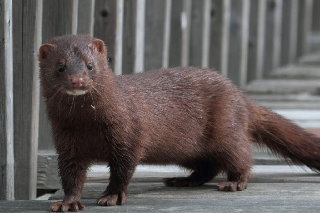 Os primeiros estudos mostram que a mutação dificulta a ação de anticorpos