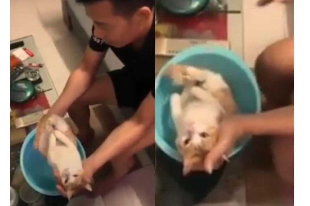 O gato segue tranquilo enquanto ele explica