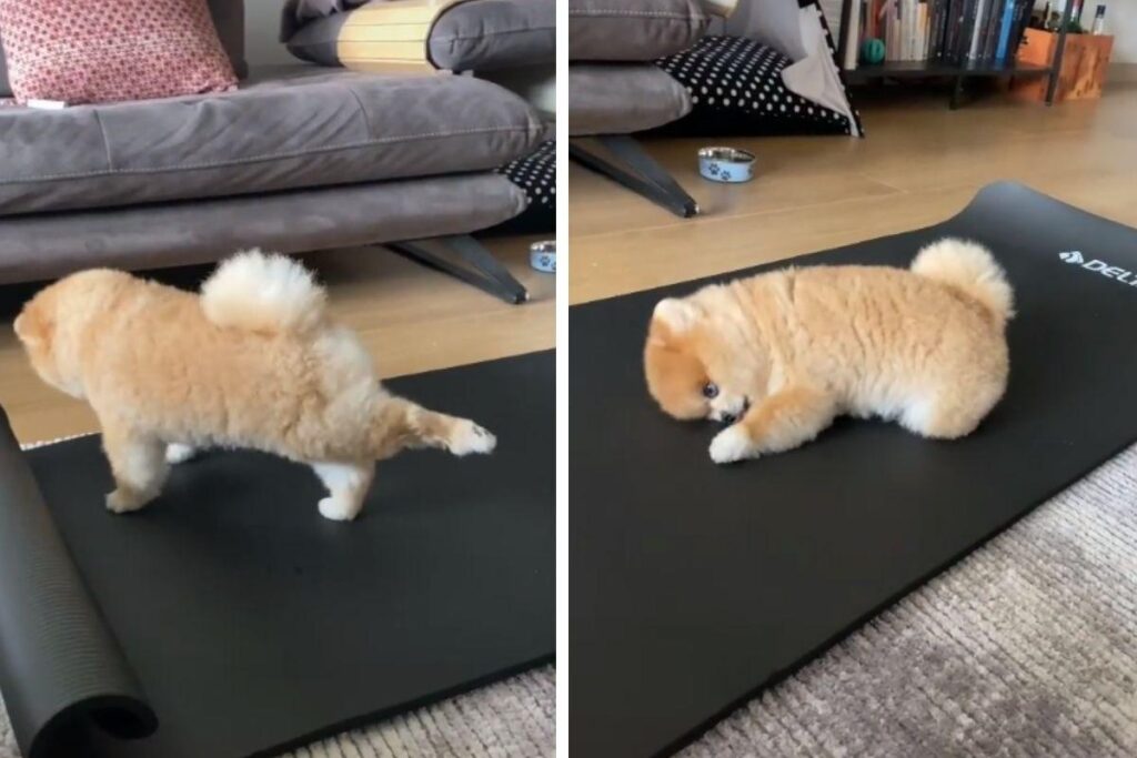 Vegas viralizou com os movimentos