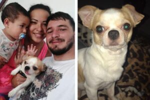 Família reencontra cachorro e mulher que achou recusa carro como recompensa