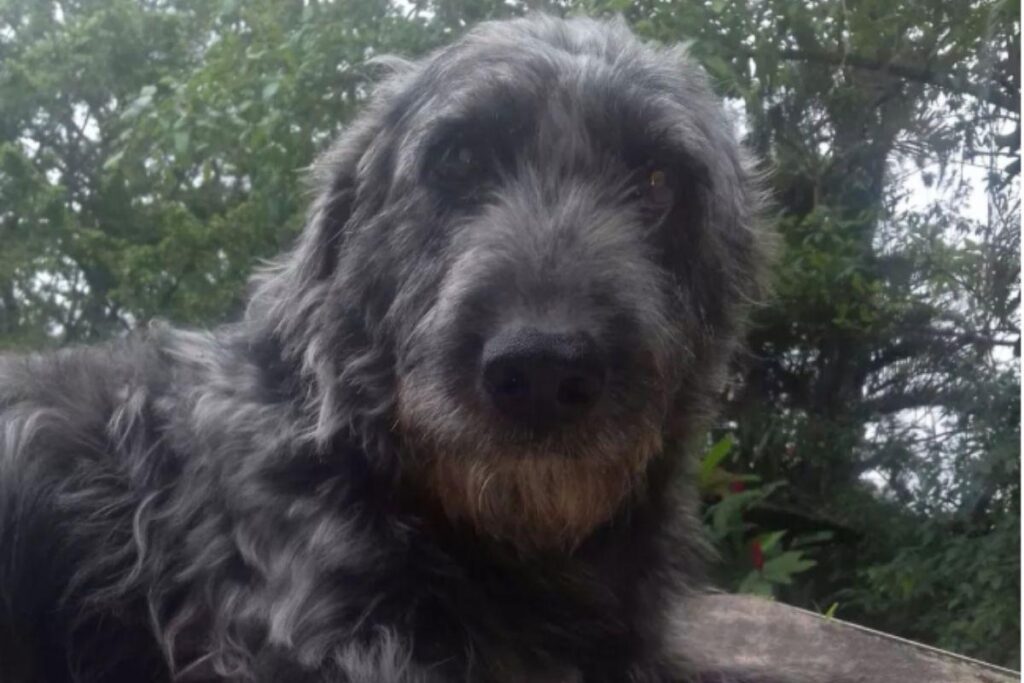 Tufão foi um verdadeiro herói