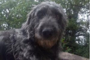 Tufão foi um verdadeiro herói