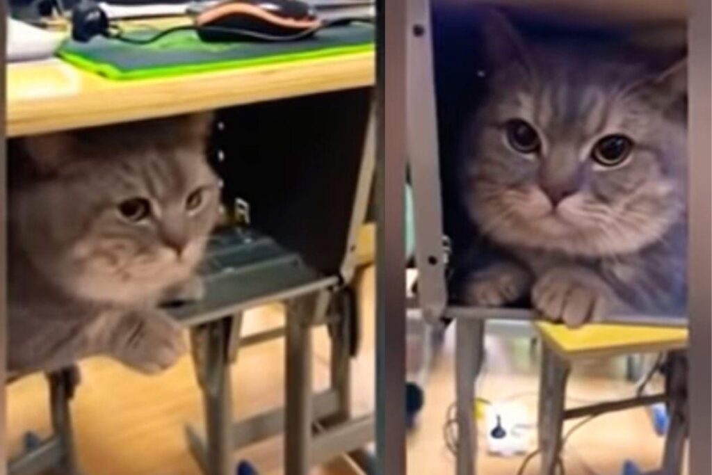 O vídeo viralizou na internet