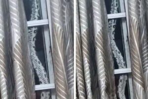 Família descobre que píton-diamante de três metros vivia há um ano no telhado