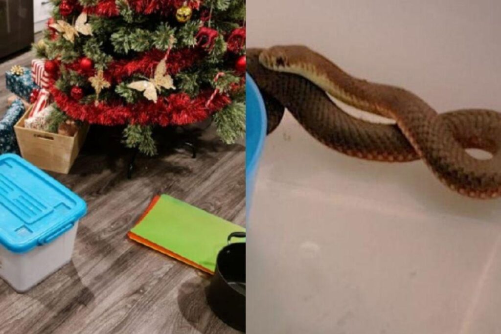 A cobra apareceu embaixo da árvore de Natal da família
