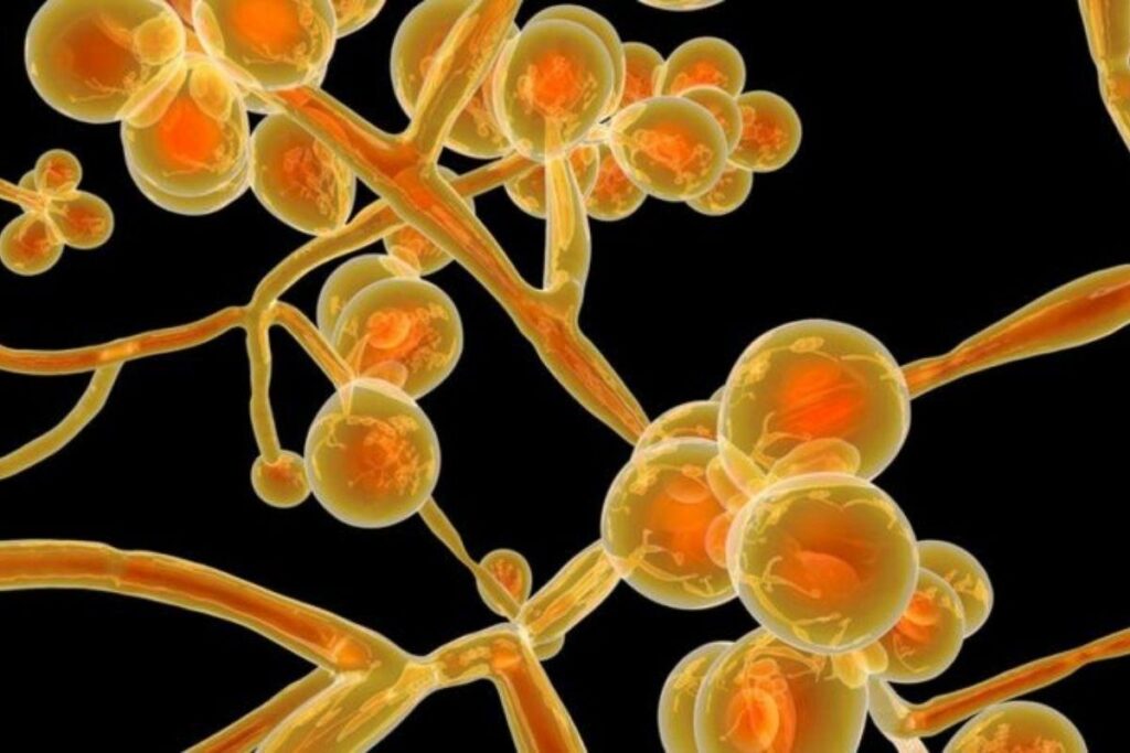 O fungo é letal e resistente a medicamentos