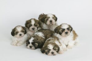 É superimportante a responsabilidade e empenho de toda a família