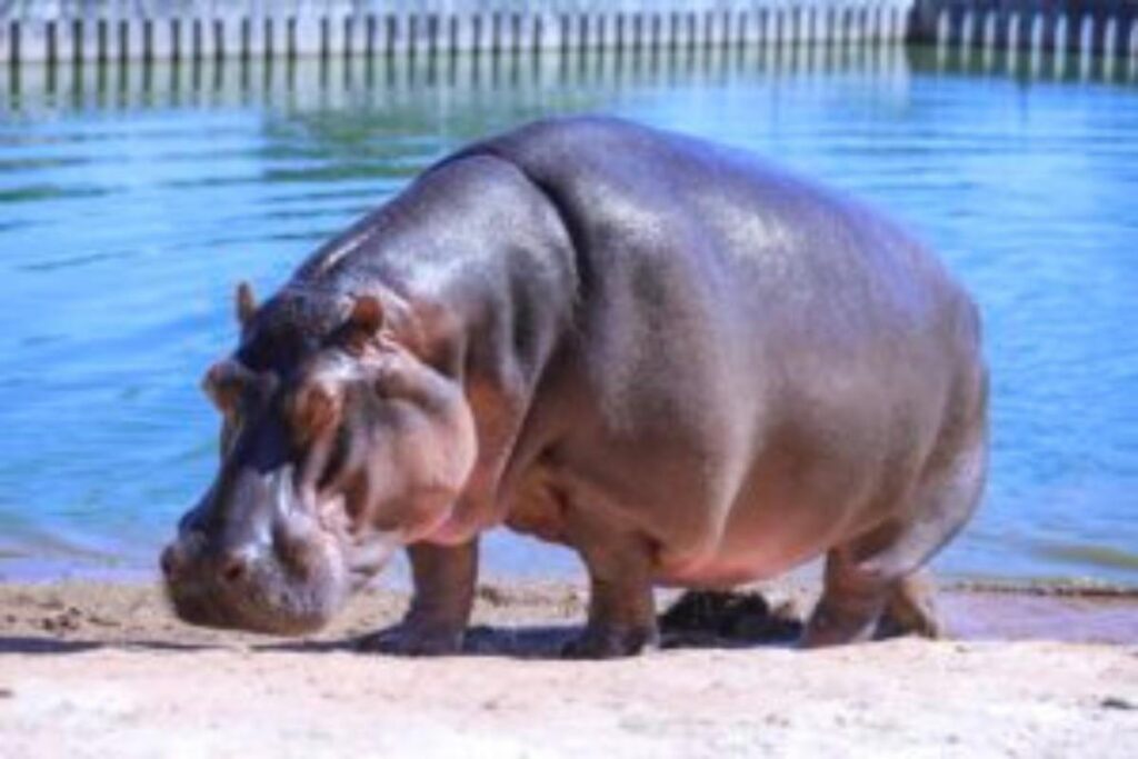 Bebê hipopótamo tinha 15% de chance de sobreviver