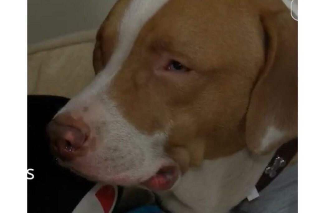 Cachorro salva vida de mulher