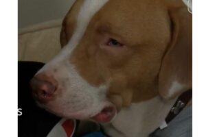 Cachorro salva vida de mulher