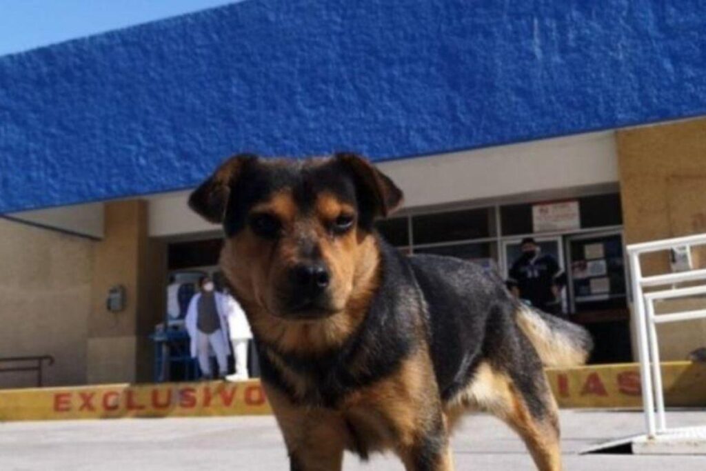 Covito é marca registrada do hospital