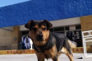 Covito é marca registrada do hospital