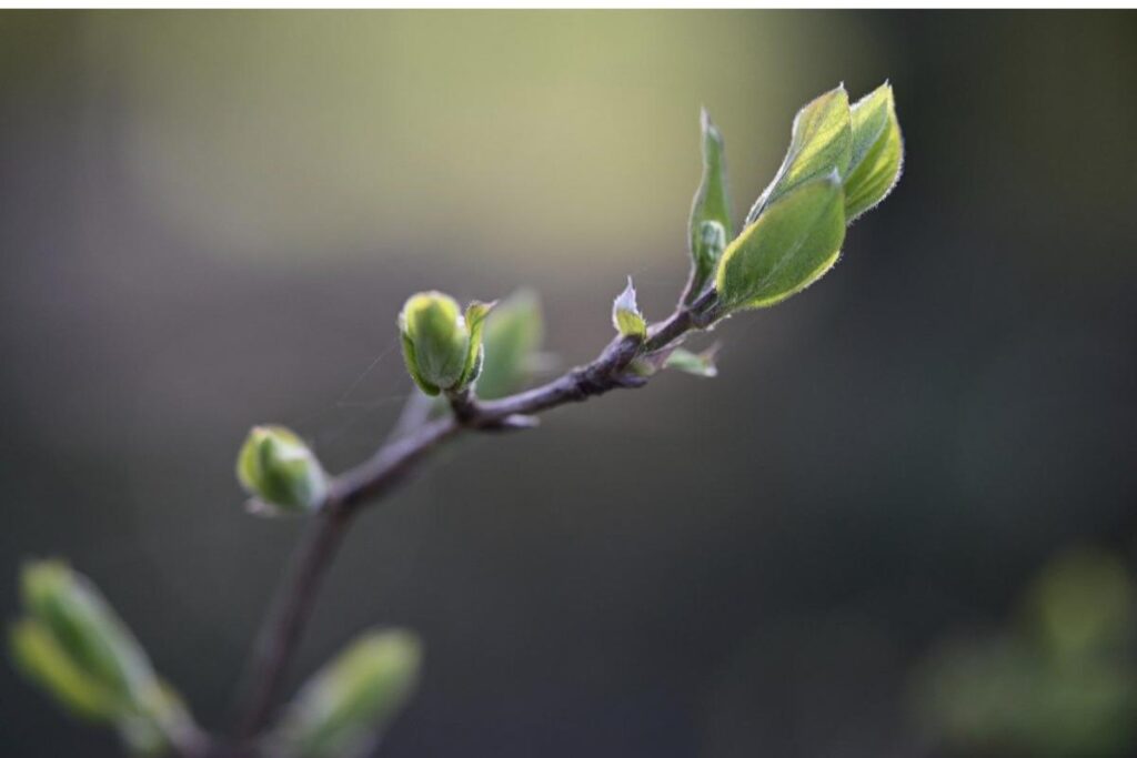 Projeto homenageia vítimas do coronavírus