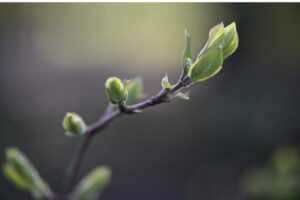 Projeto homenageia vítimas do coronavírus