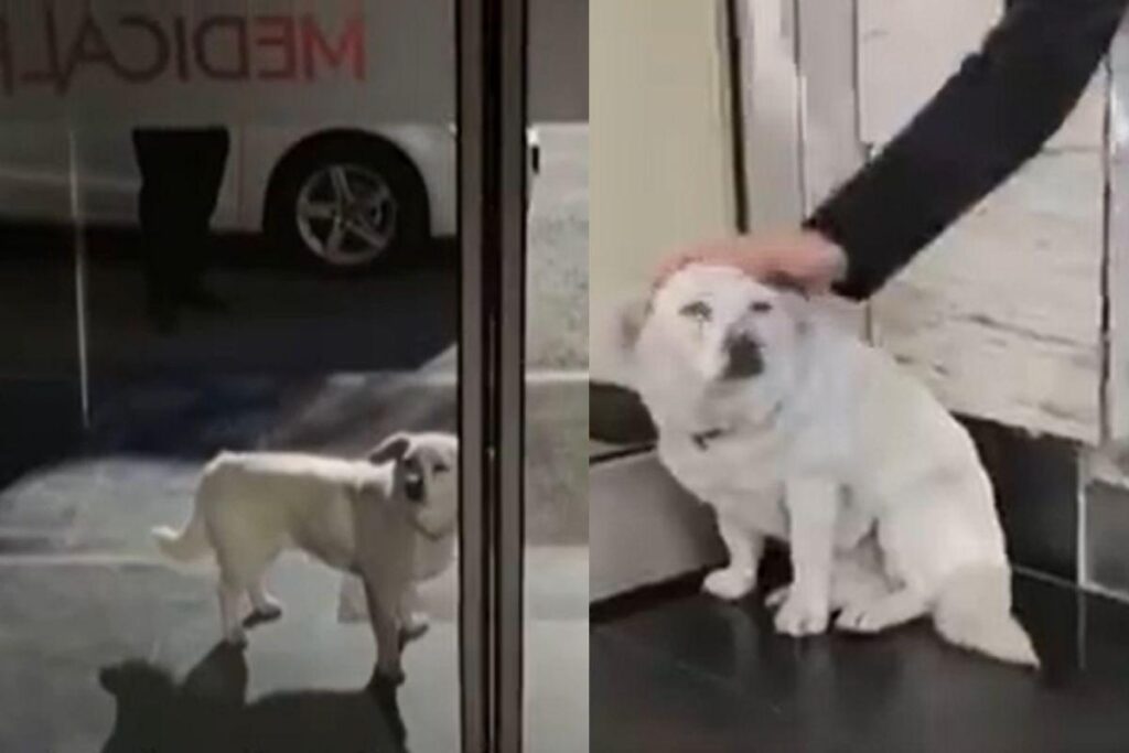 Cachorra espera dono