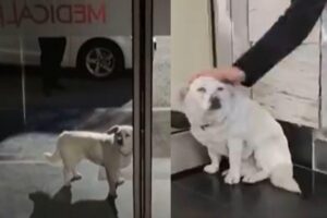 Cachorra espera dono