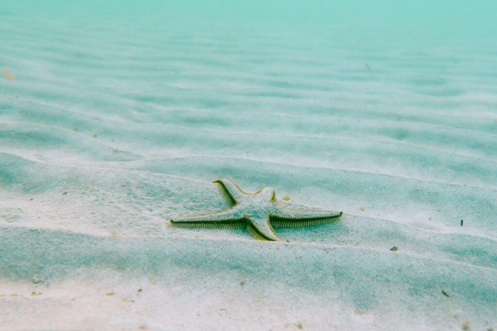 Como falar sobre a conservação dos oceanos com as criança?