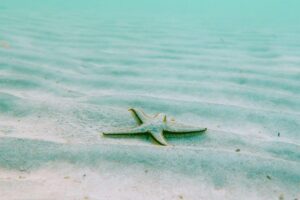 Como falar sobre a conservação dos oceanos com as criança?