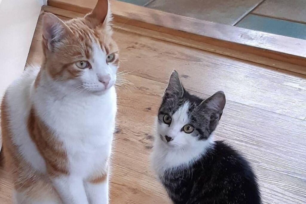 O filhote ganhou o nome de Charlie