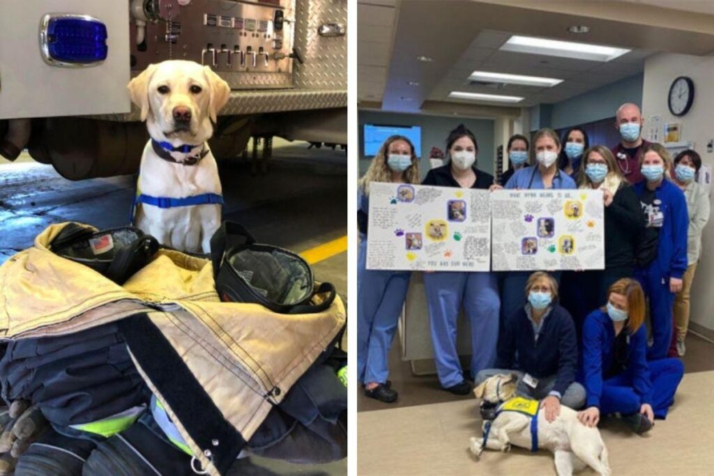 Cão terapeuta ajuda profissionais da saúde no combate o coronavírus